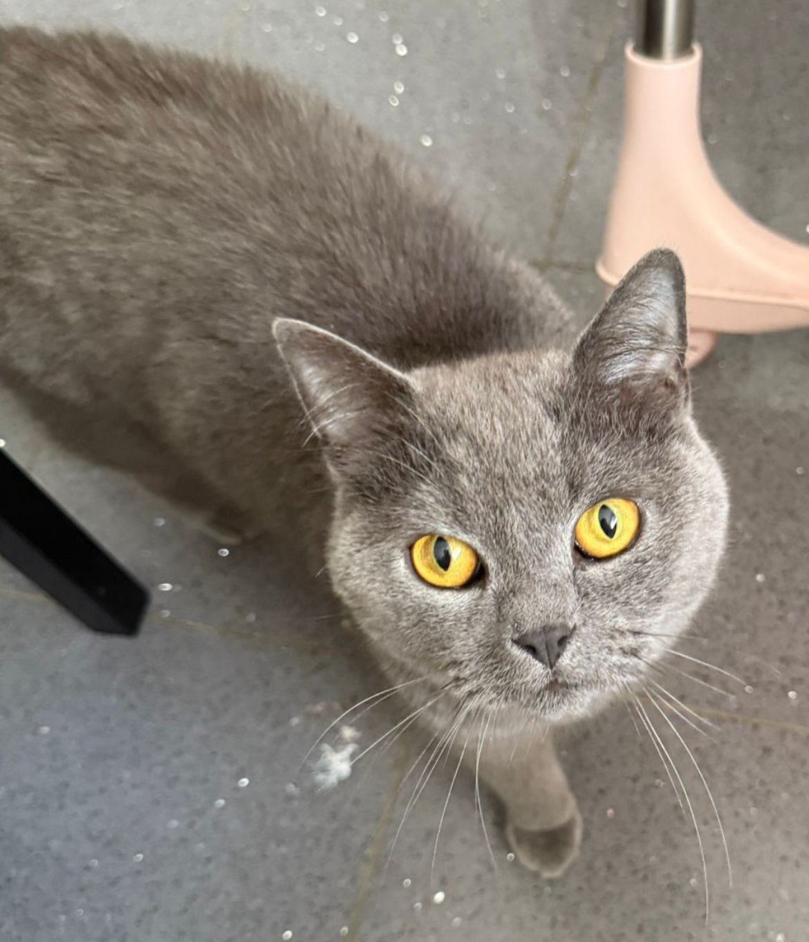 Vermisst seit 14.5. – Kater Ban aus der Brauhausstraße in Hildesheim