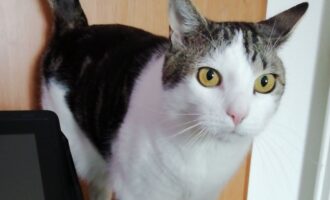 Vermisst – Kater Cody aus der Fichtestraße/Hildesheim