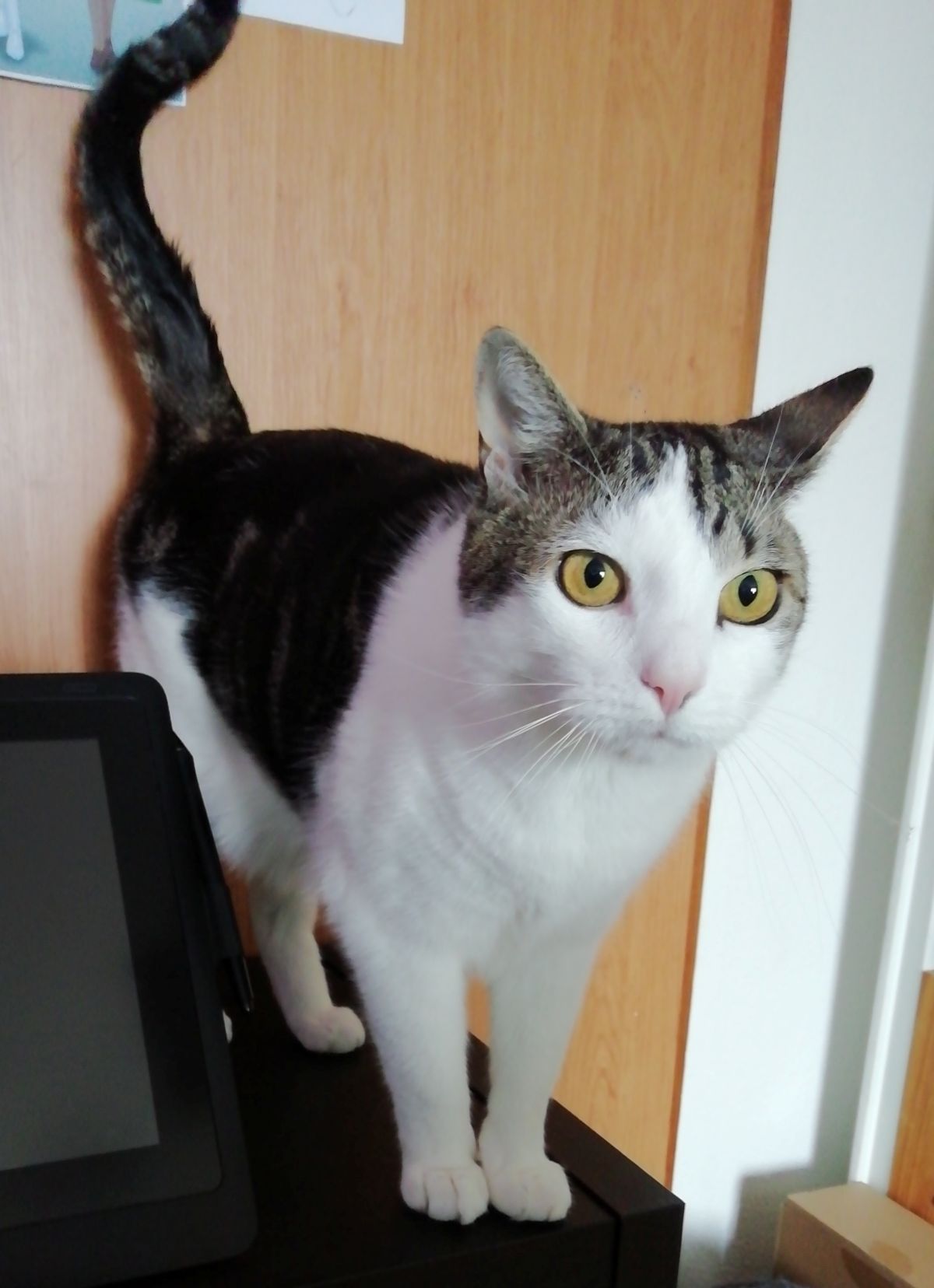 Vermisst – Kater Cody aus der Fichtestraße/Hildesheim