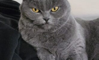Vermisst – Katze Mila aus 26897 Estewegen