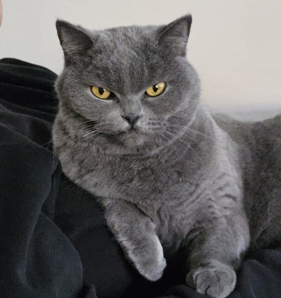 Vermisst – Katze Mila aus 26897 Estewegen