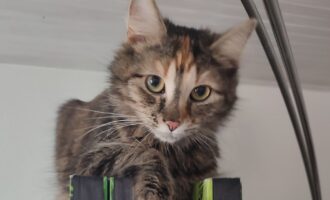 Vermisst 14.5.- Katze Mukki aus Schulenburg/Leine