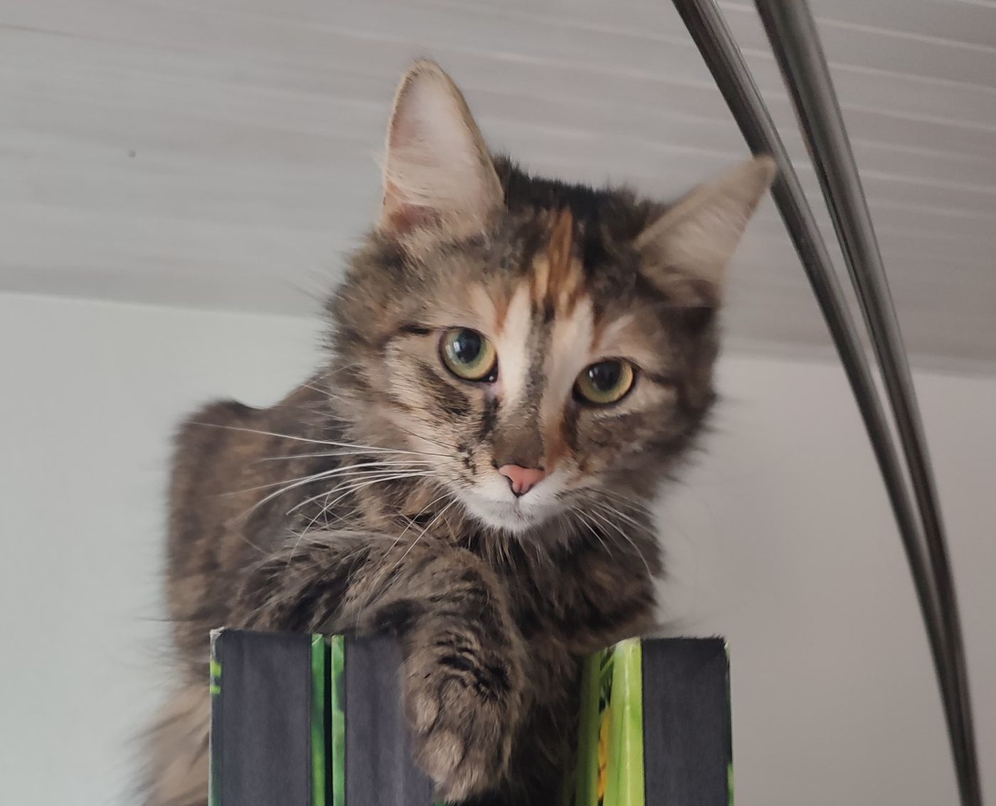 Vermisst 14.5.- Katze Mukki aus Schulenburg/Leine
