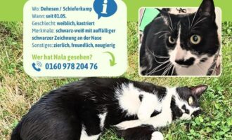 Vermisst 1.5. – Katze Nala aus Alfeld (Dehnsen), Schieferkamp