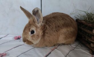 Zugelaufen 7.5. – Kaninchen aus Nordstemmen