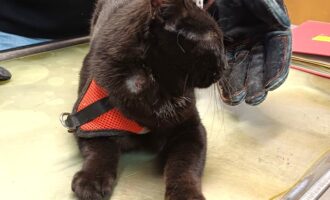 Zugelaufen 29.5. – Kater aus einem Hinterhof in der Einumer Straße/HI