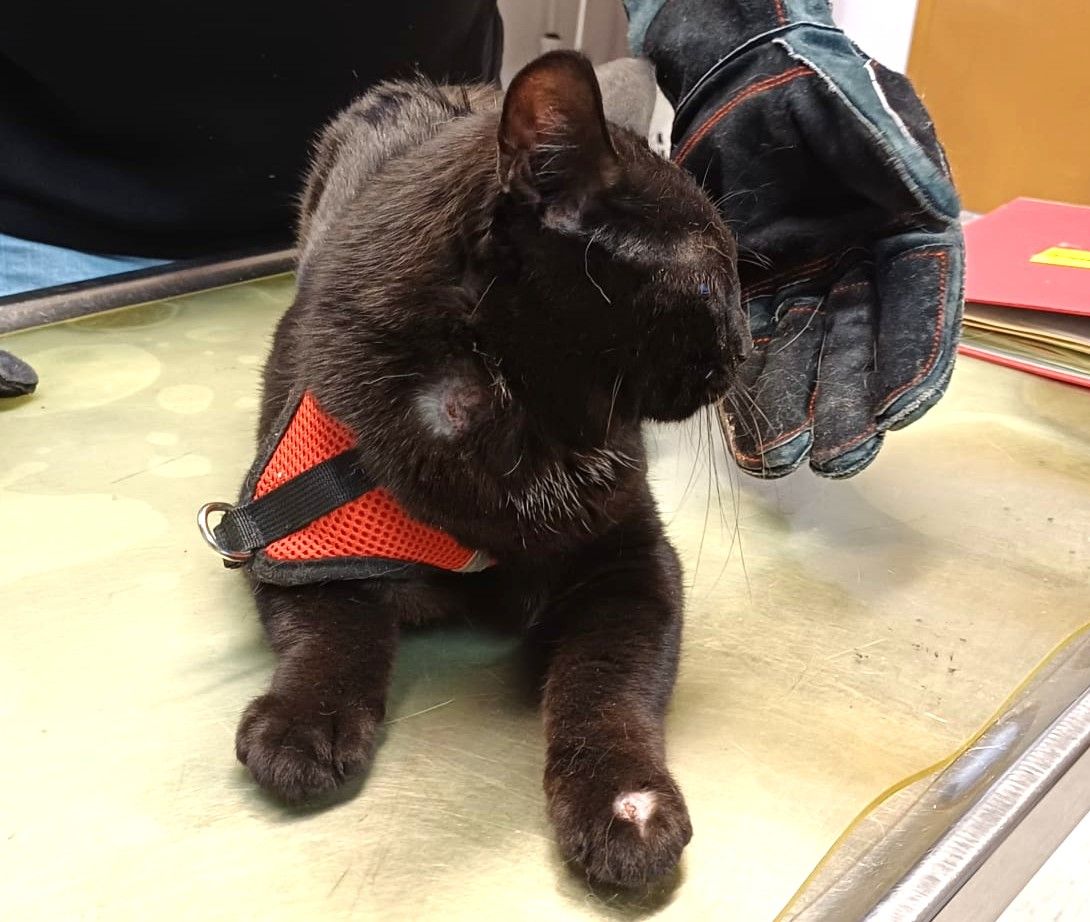 Zugelaufen 29.5. – Kater aus einem Hinterhof in der Einumer Straße/HI