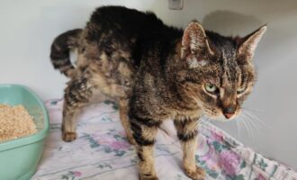 Zugelaufen – Katze Lavinia aus Brüggen/ehemalige Heimat in Isernhagen