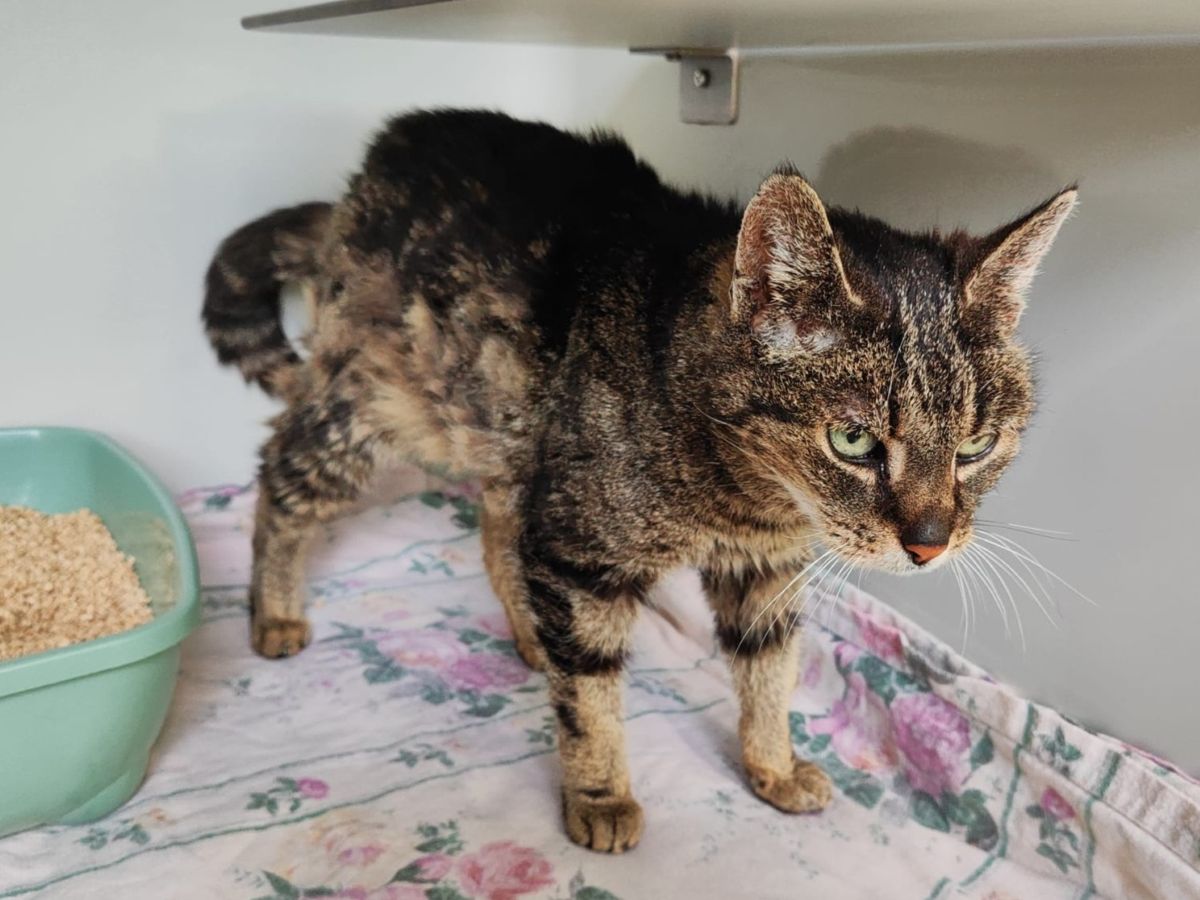 Zugelaufen – Katze Lavinia aus Brüggen/ehemalige Heimat in Isernhagen