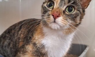 Zugelaufen 9.5. – Katze aus Elze/Spielplatz Neubaugebiet