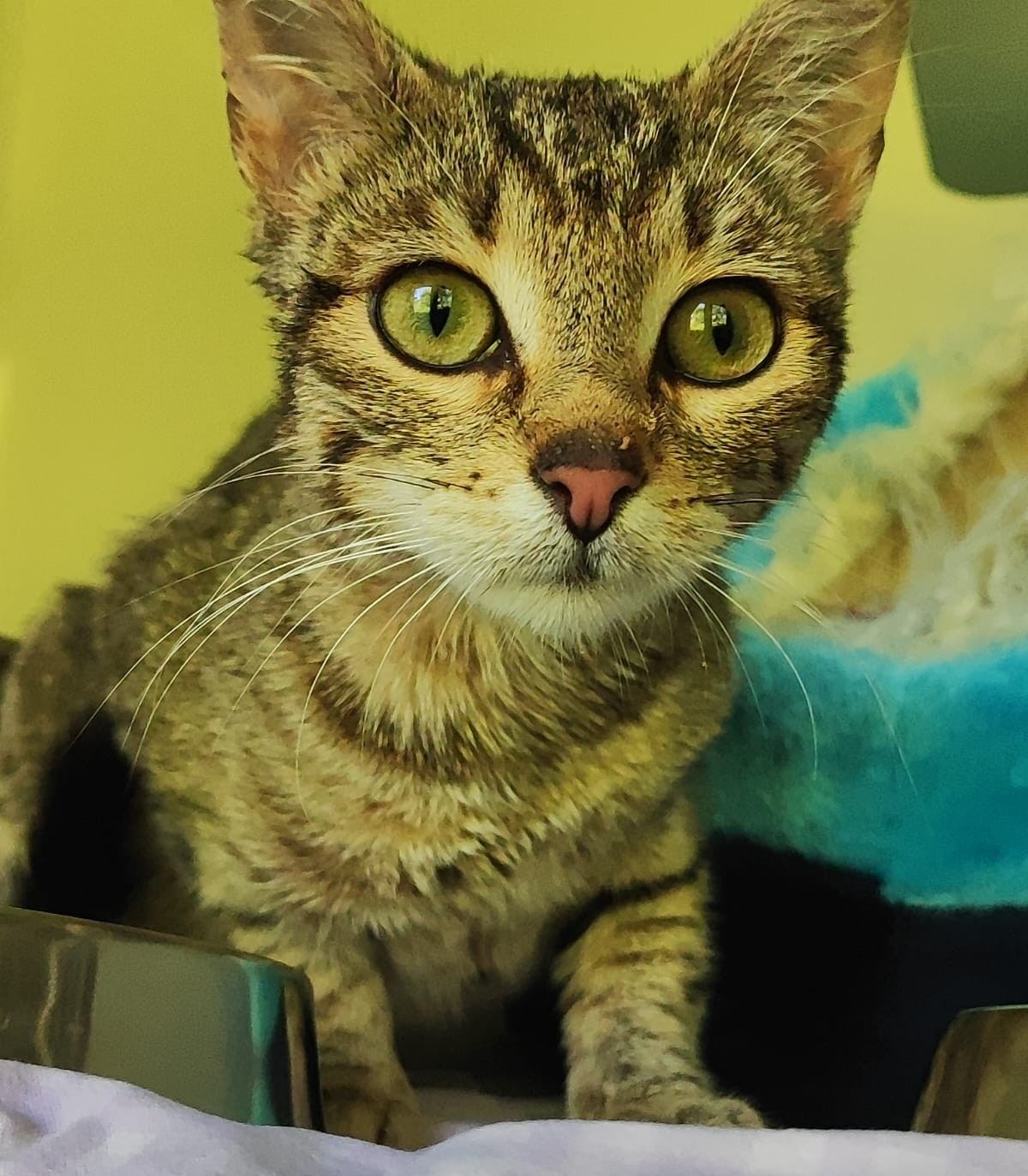Zugelaufen 27.5. – Katze (w) aus Gronau