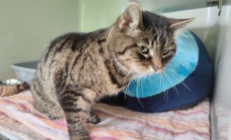 Zugelaufen 20.5. – Ältere Katze (w) aus Lammetal/Bad Salzdetfurth