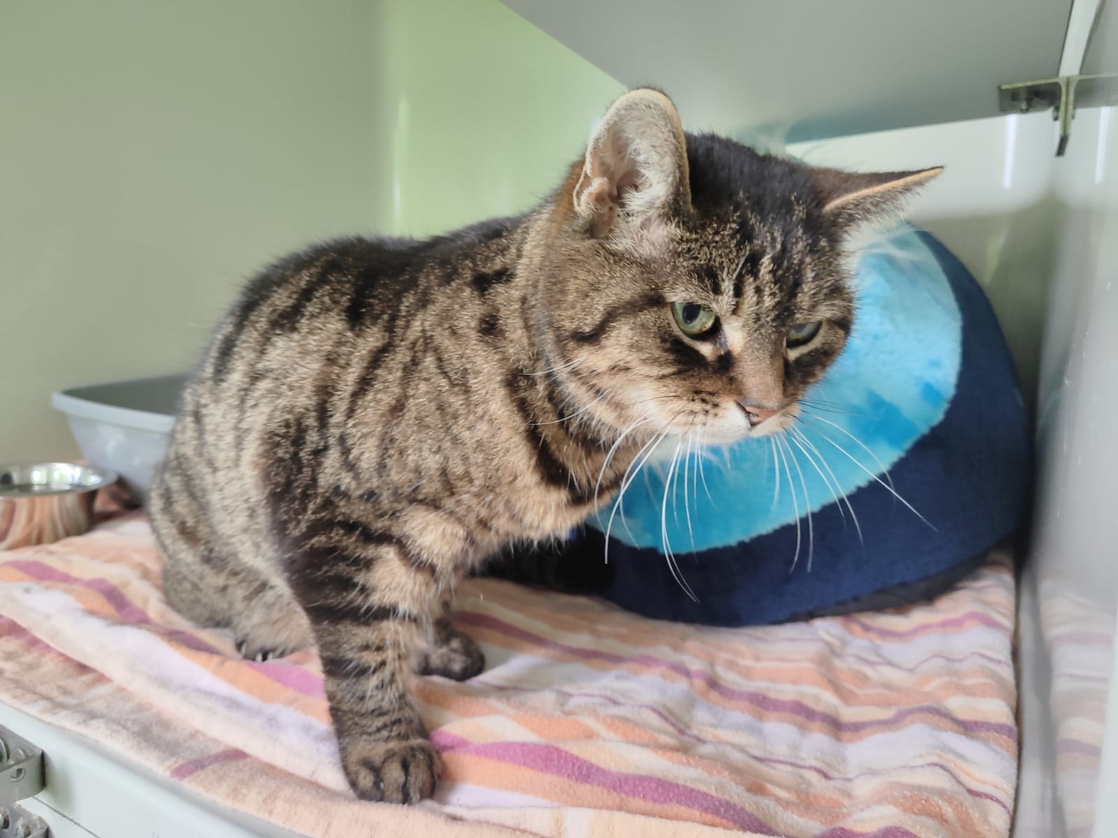 Zugelaufen 20.5. – Ältere Katze (w) aus Lammetal/Bad Salzdetfurth