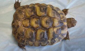 Zugelaufen 22.5. – Schildkröte aus Nordstemmen