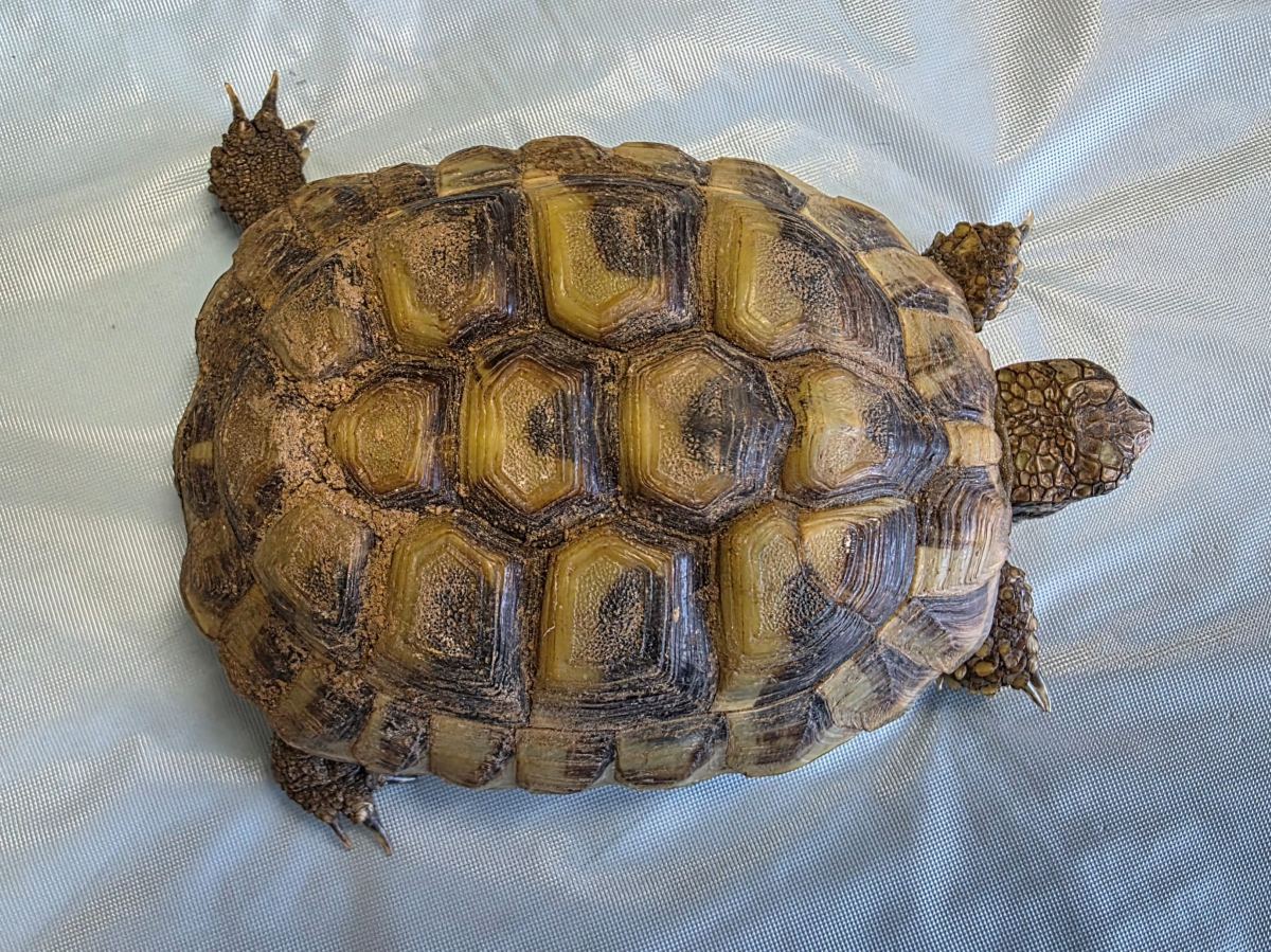Zugelaufen 22.5. – Schildkröte aus Nordstemmen