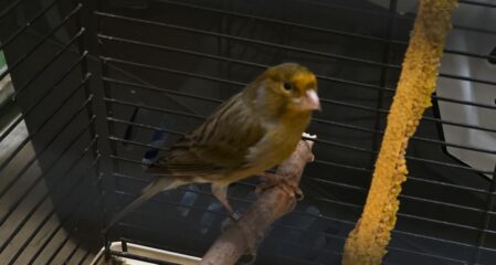 Kanarienvogel Hansi