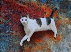 Privatvermittlung – Kater Jakob