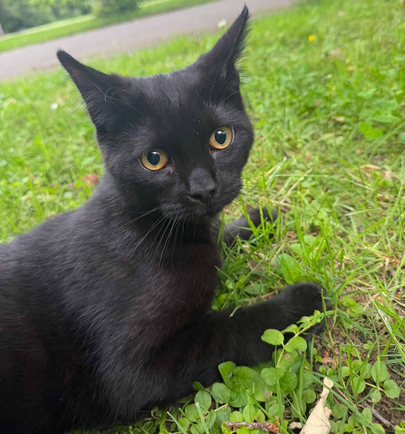 Regelmäßige Katzensichtungen in Hildesheim/Sachsenring 10.6. – Wer kennt die Tiere?