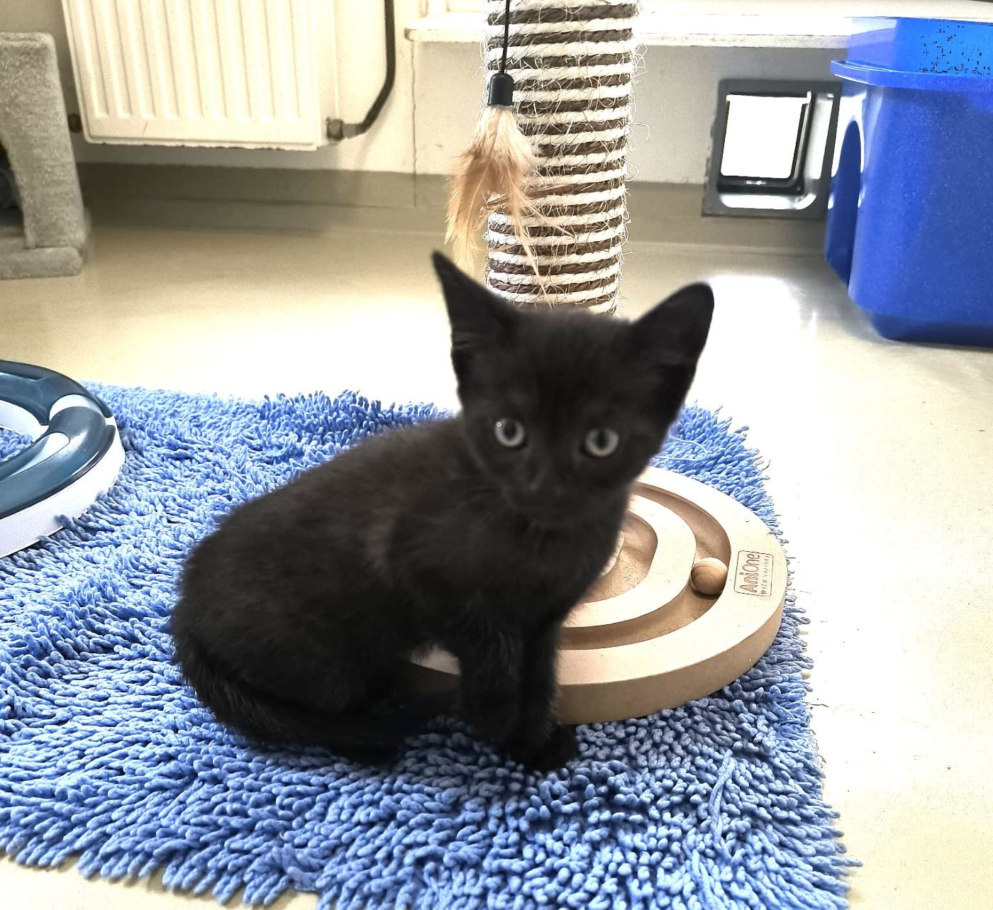 8 schwarze Kitten (nur im Doppelpack zu vermitteln)