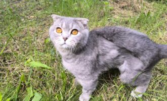 Leo – Wir sind so traurig