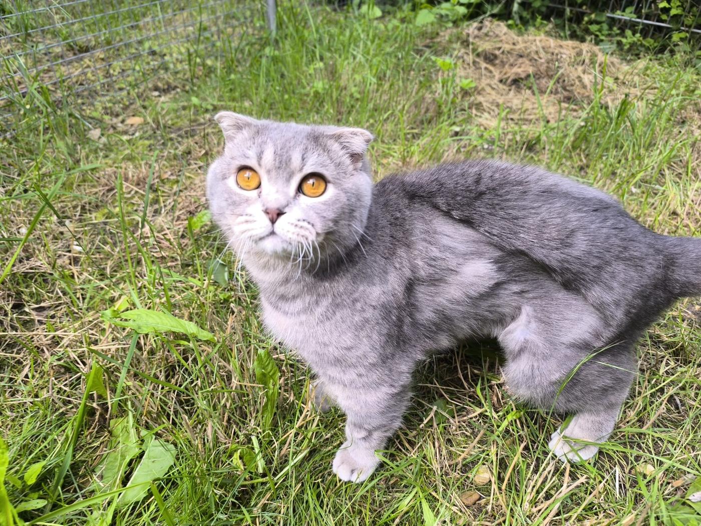 Junger Scottish-Fold-Kater Leo für Wohnungshaltung