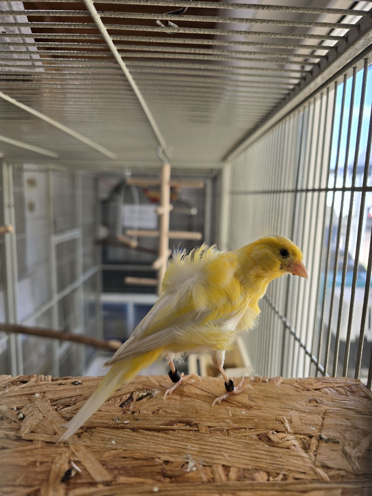Kanarienvogel Milo für Innenhaltung