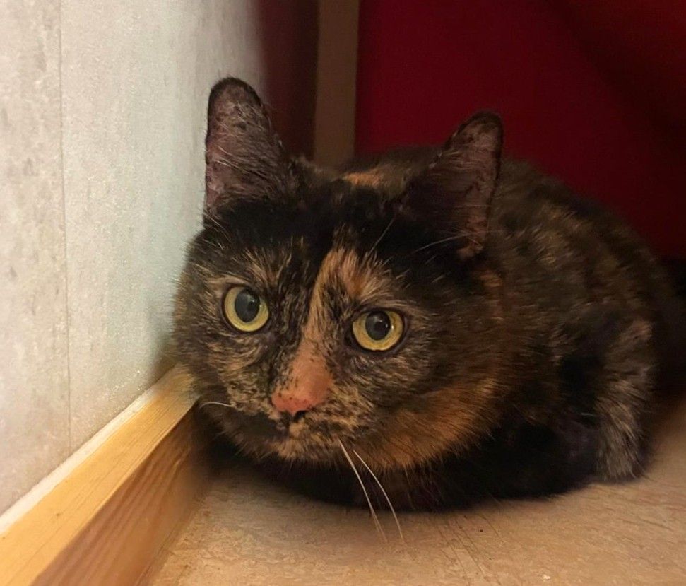 Ältere Katze Mucki für Wohnungshaltung