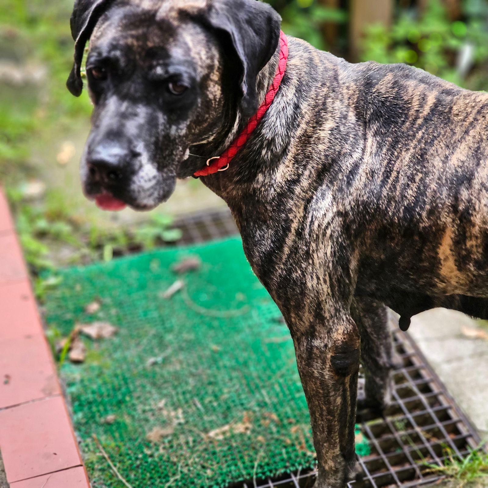 Bardino/Dogo-Canario-Hündin Olivia – NOTFALL mit Update