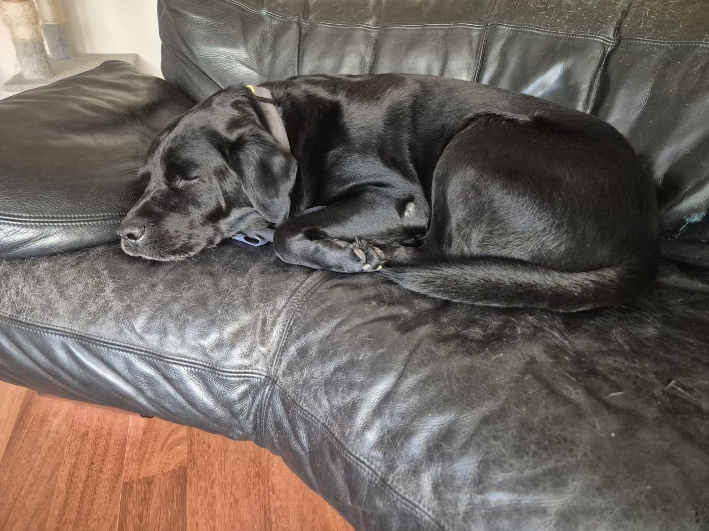 Privatvermittlung – Hund Ben