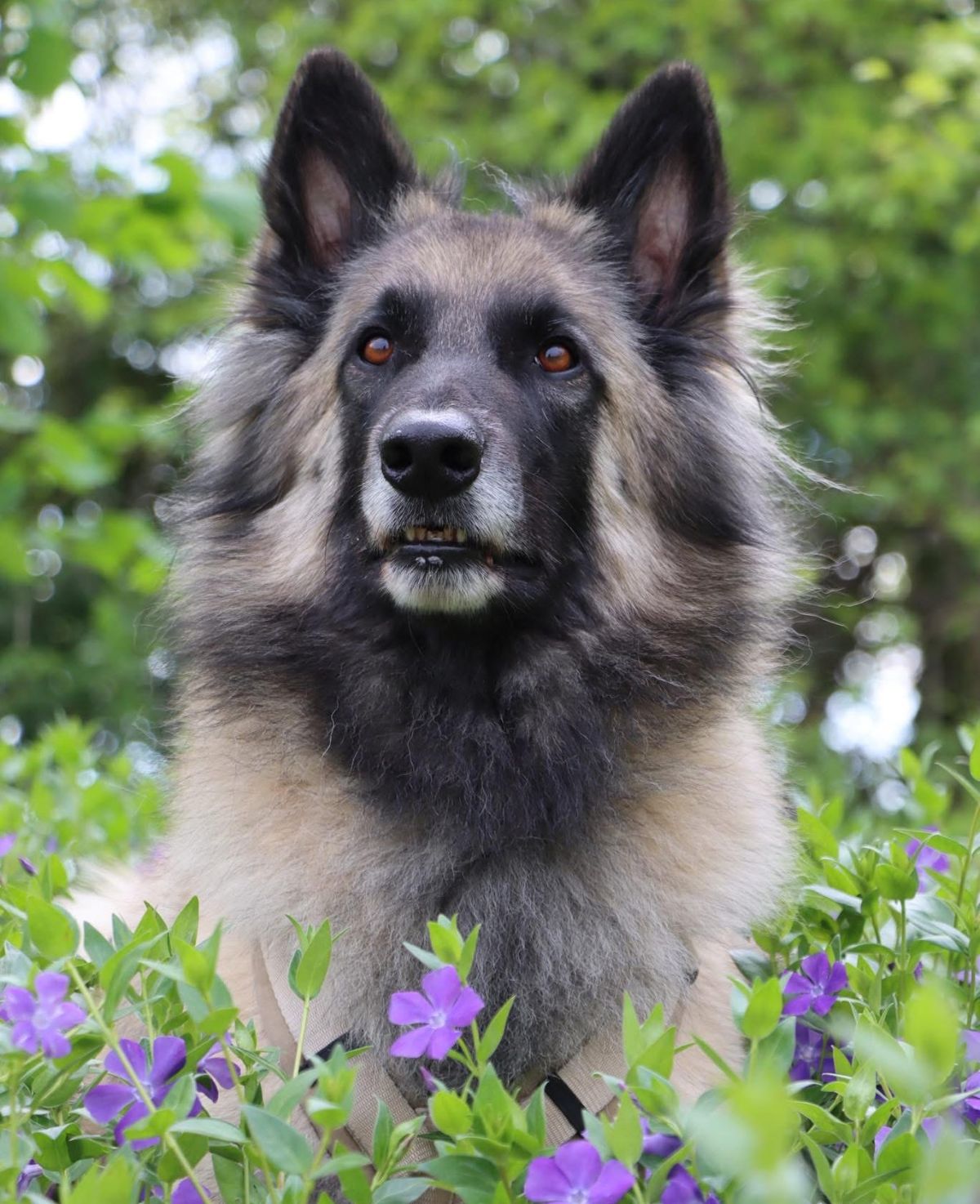 Privatvermittlung – Belgischer Schäferhund-Rüde Billy the Kid