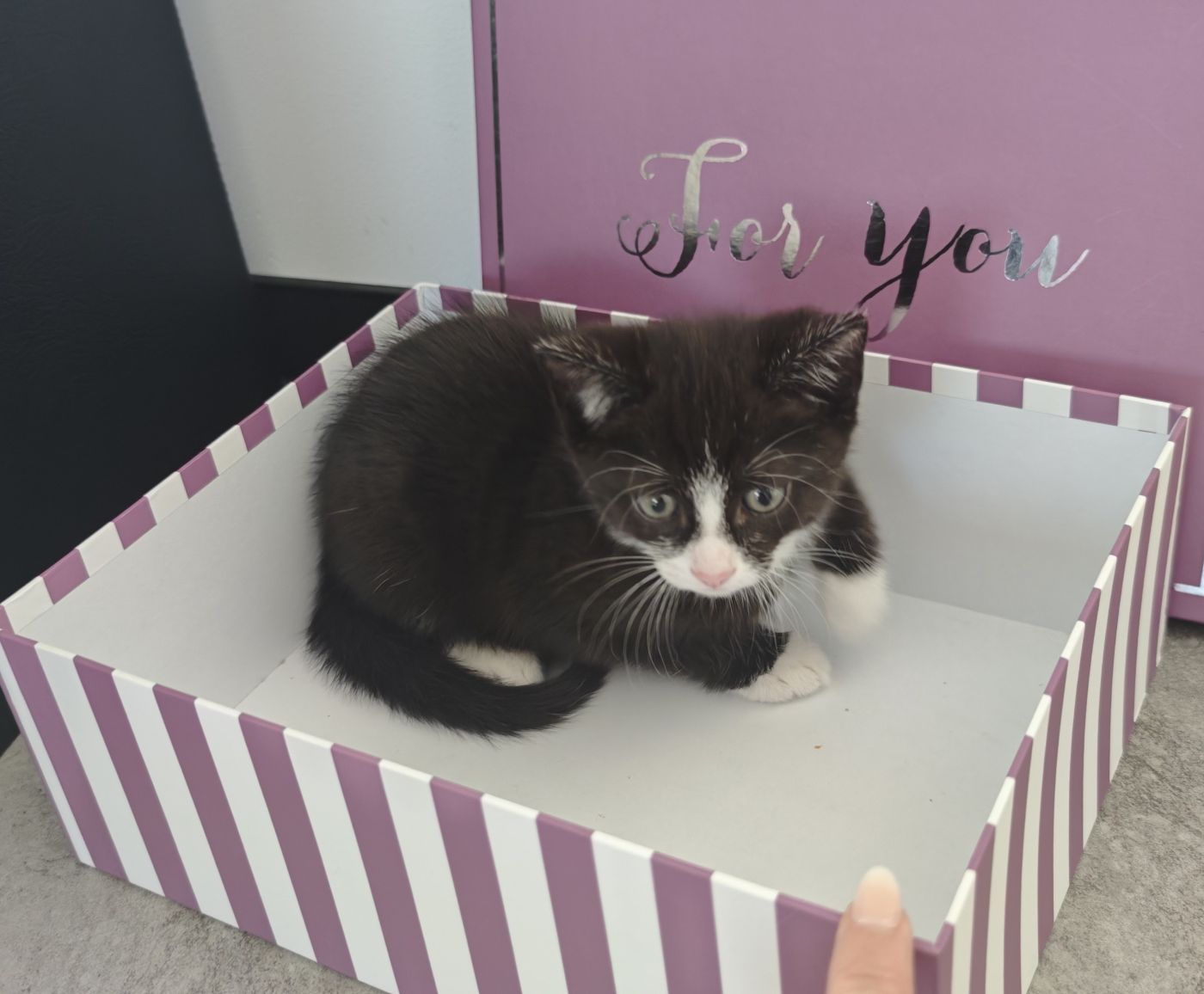 Privatvermittlung – Junge Katze Coco