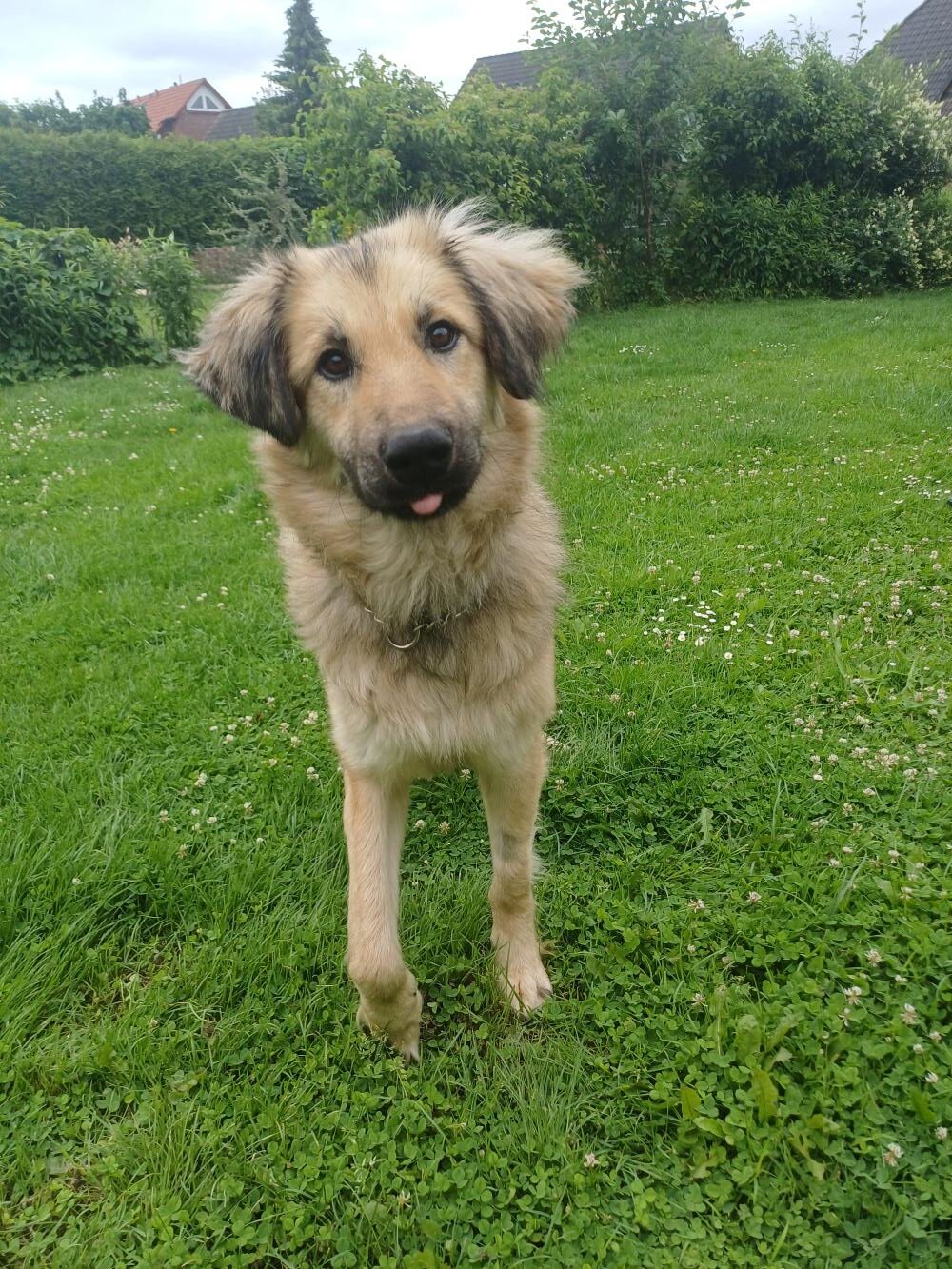 Privatvermittlung – Hund Dilan