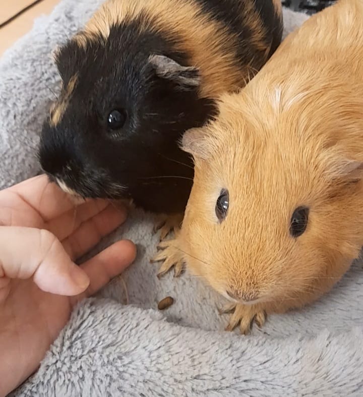 Privatvermittlung – Meerschweinchen Mimi und Brigitte