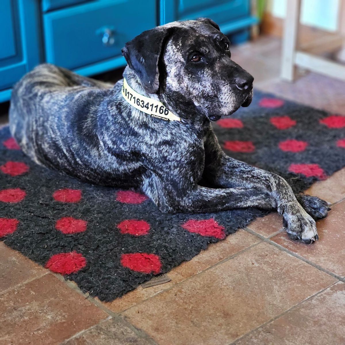 Privatvermittlung / Notfall – Bardino/Dogo-Canario-Hündin Olivia
