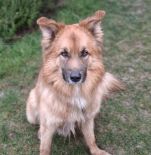 Privatvermittlung – Harzer-Fuchs-Mischling Oskar – DRINGEND
