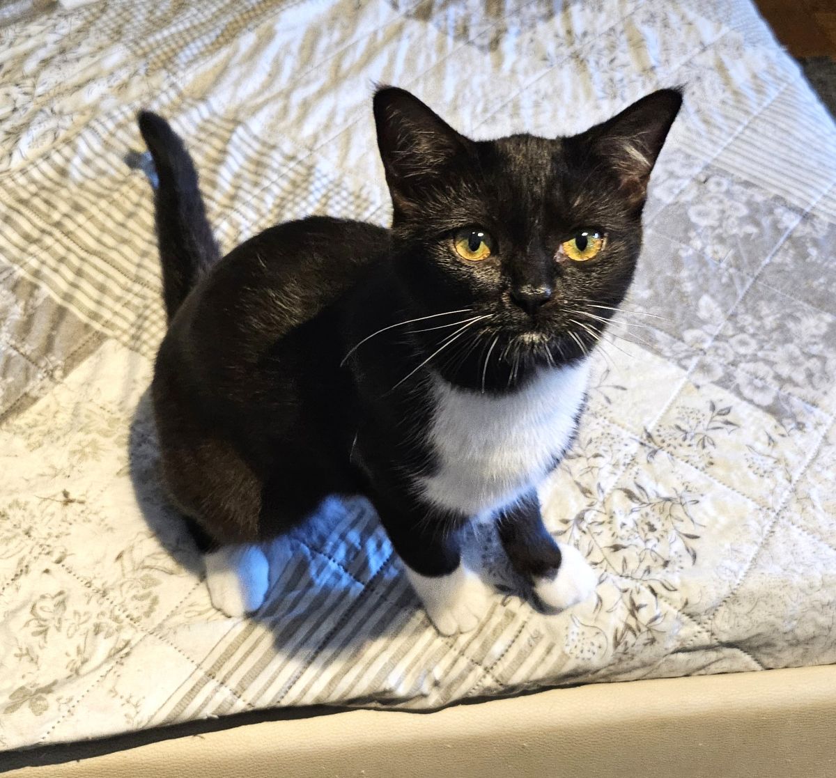 Privatvermittlung – Mehrere Kitten bzw. Jungkatzen suchen ein neues Zuhause