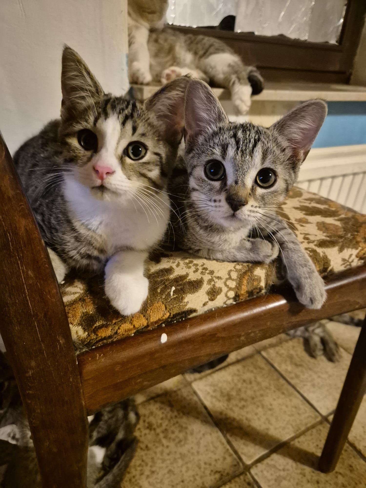 Privatvermittlung – Mehrere Kitten bzw. Jungkatzen suchen dringend ein neues Zuhause