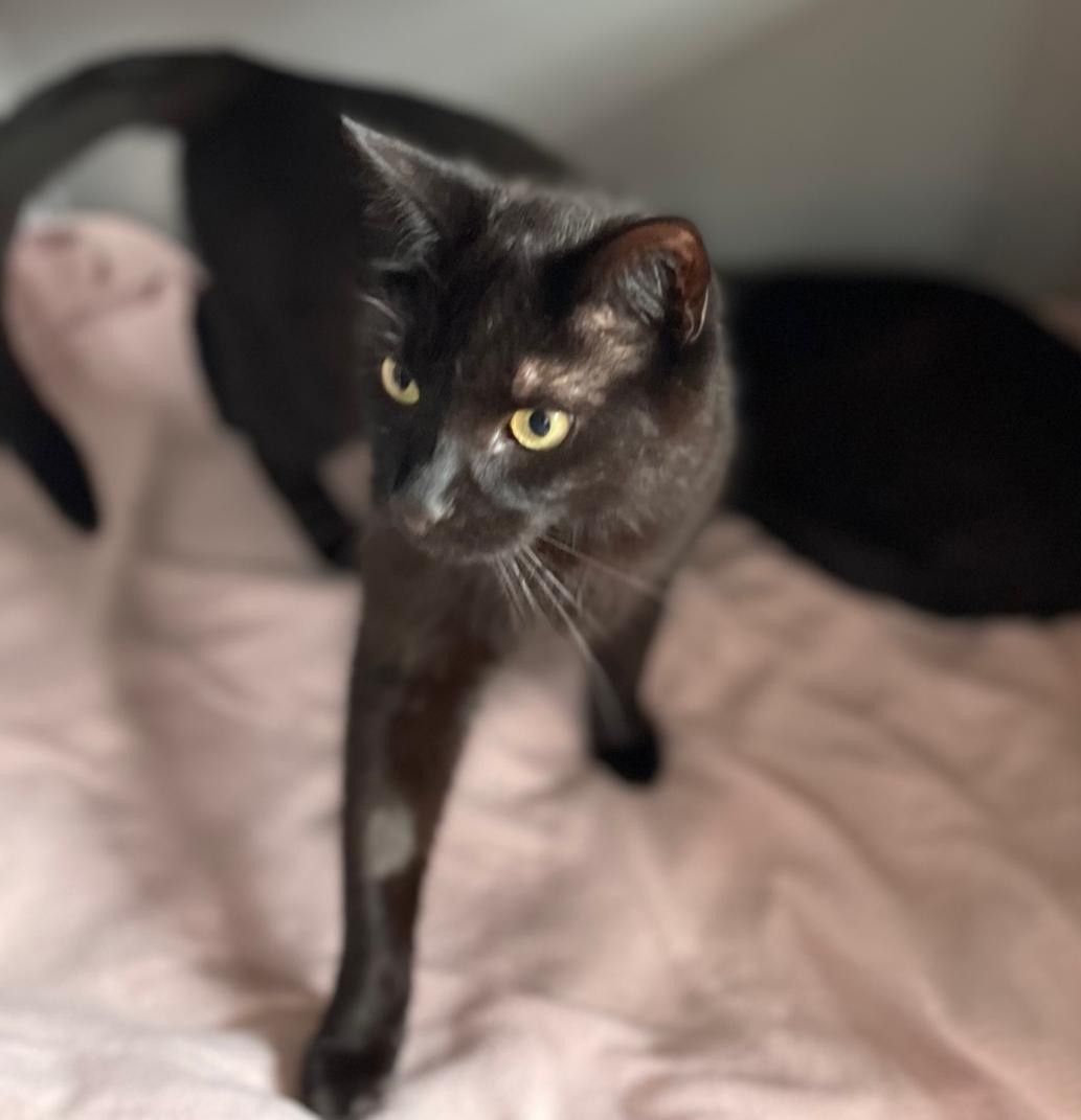 Privatvermittlung – Kater Tatze