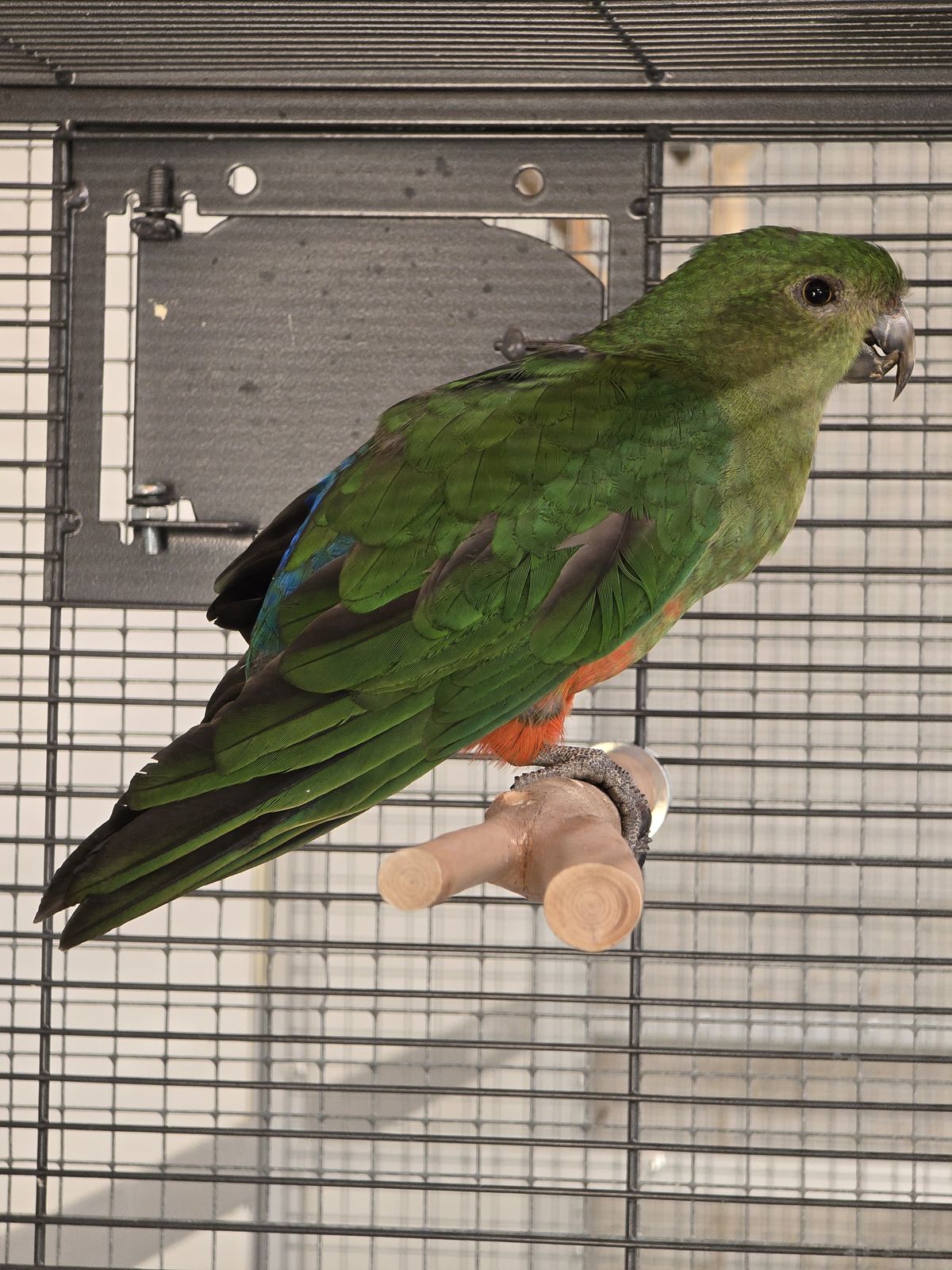Königssittich Ruby (Rubin)