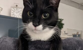 Vermisst seit 31.5. – Kater Curtis in Itzum