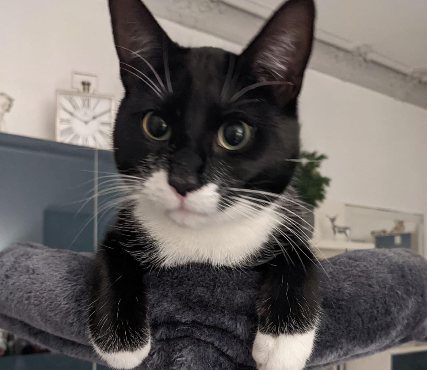 Vermisst seit 31.5. – Kater Curtis in Itzum
