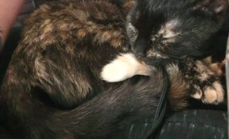 Vermisst seit 26.5. – Katze in Holle/Hackenstedt