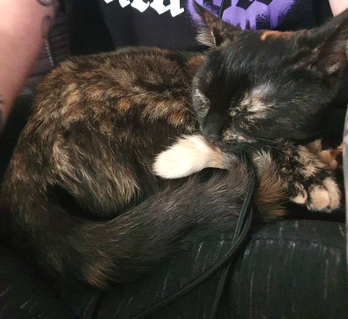Vermisst seit 26.5. – Katze in Holle/Hackenstedt