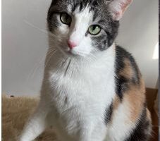 Vermisst 26.6. – Katze Nelly aus Nordstemmen/Heyersumer Straße