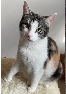 Vermisst 26.6. – Katze Nelly aus Nordstemmen/Heyersumer Straße