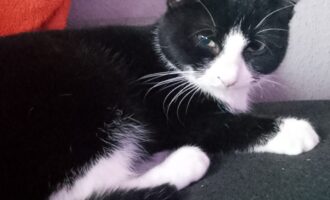 Vermisst seit 7.6.- Kater Odin aus Hildesheim