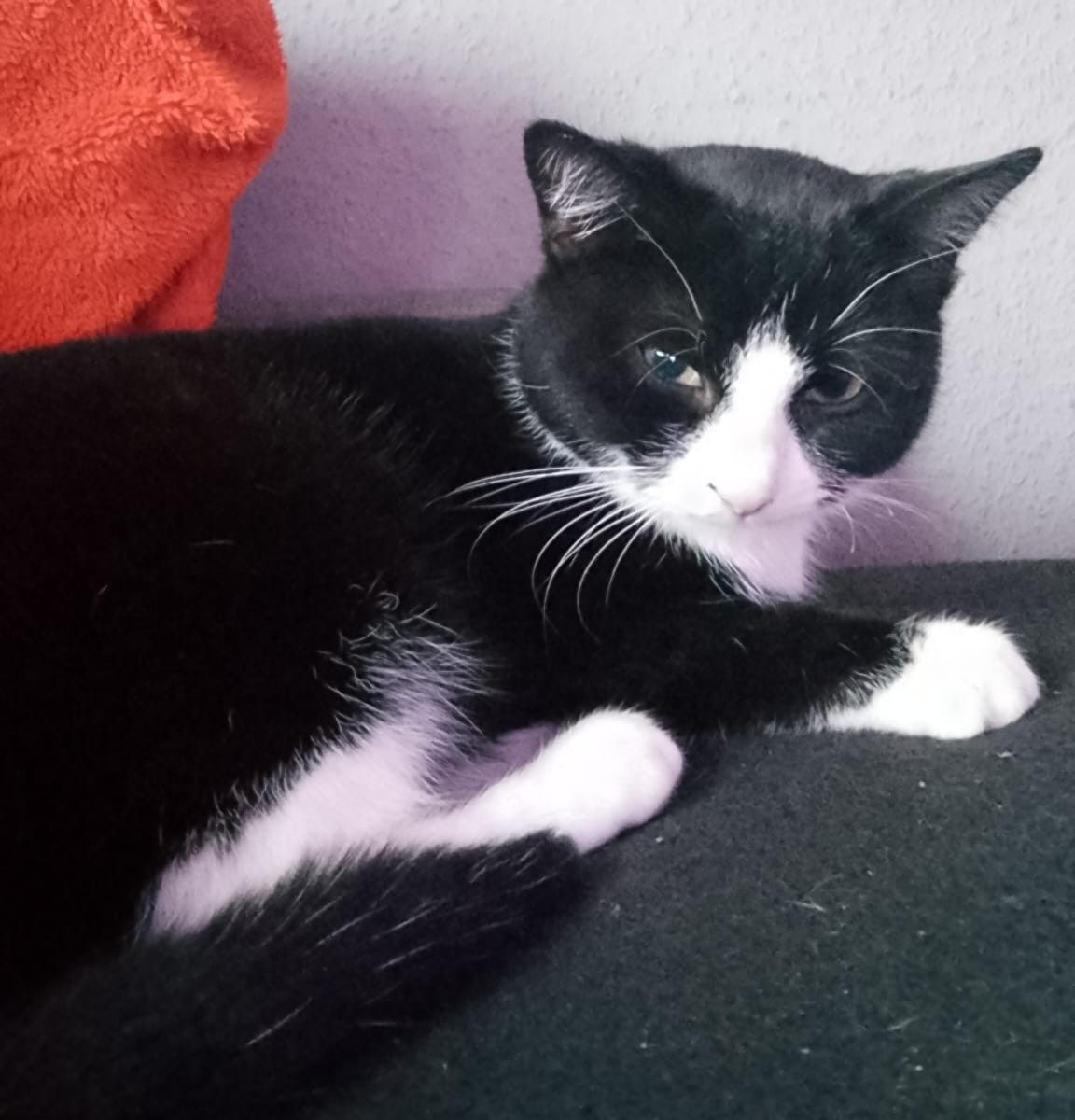 Vermisst seit 7.6.- Kater Odin aus Hildesheim