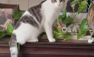Vermisst 6.6. – Kater Peter aus Itzum/Von-Wenden-Straße
