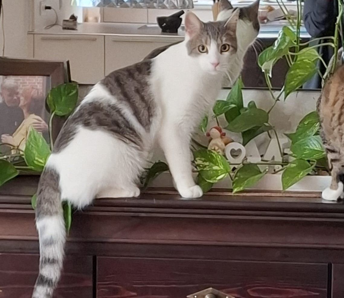 Vermisst 6.6. – Kater Peter aus Itzum/Von-Wenden-Straße