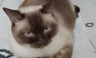 Vermisst 6.6.- Kater Slavko in Ottbergen/Meisenweg
